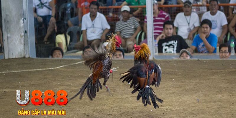 hi888 đăng nhập mậu binh khuyến mãi